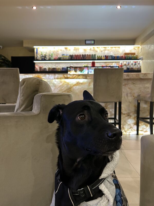 A black dog sitting up in an armchair at the bar, waiting to be served.